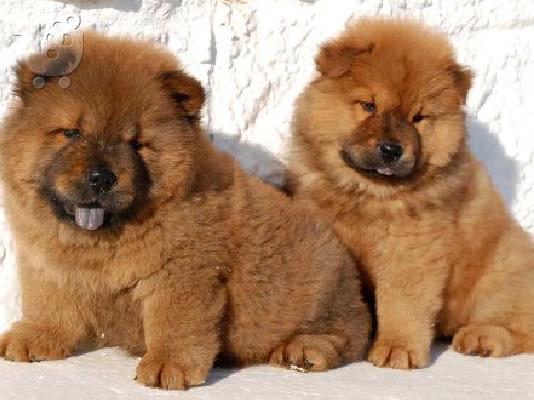 PoulaTo: Chow chow καφέ καθαρόαιμα